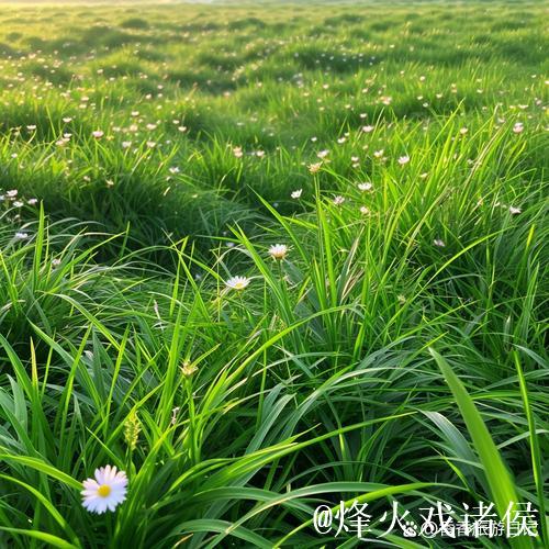 久久青青草，绿意盎然的诗意时光